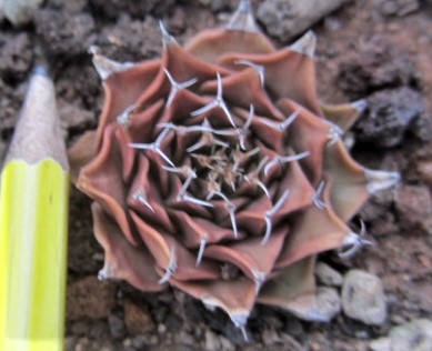 Obregonia <br>denegri