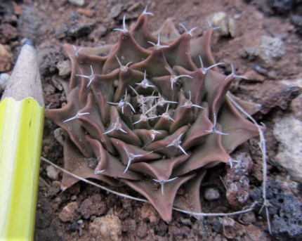 Obregonia <br>denegri