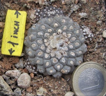 Copiapoa <br>tenuissima mostrosa clone a
