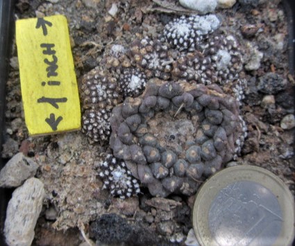 Copiapoa <br>tenuissima mostrosa clone a