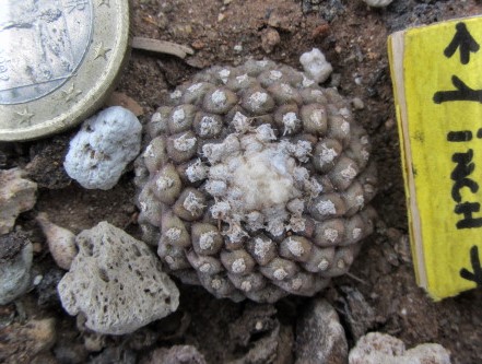 Copiapoa <br>tenuissima mostrosa clone d