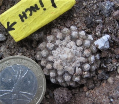 Copiapoa <br>tenuissima mostrosa clone d