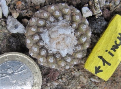Copiapoa <br>tenuissima mostrosa clone d