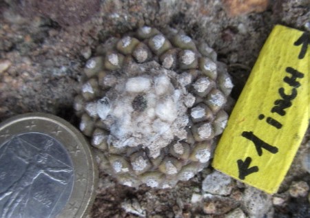Copiapoa <br>tenuissima mostrosa clone d