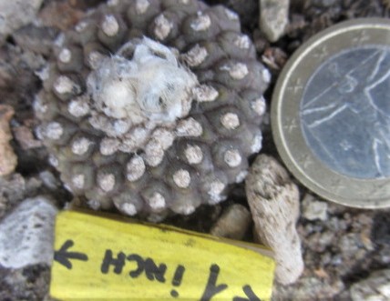 Copiapoa <br>tenuissima mostrosa clone d