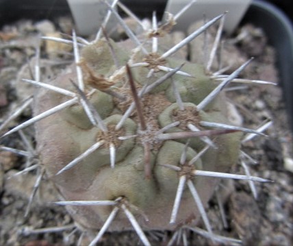 Copiapoa <br>coquimbana vallenarensis