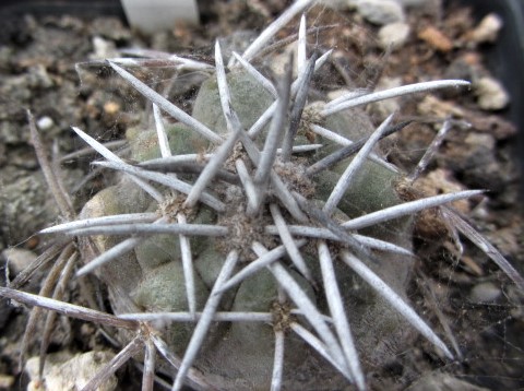 Copiapoa <br>coquimbana vallenarensis
