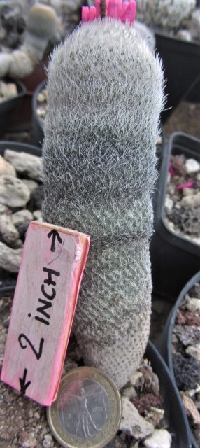Epithelantha <br>pachyrhiza