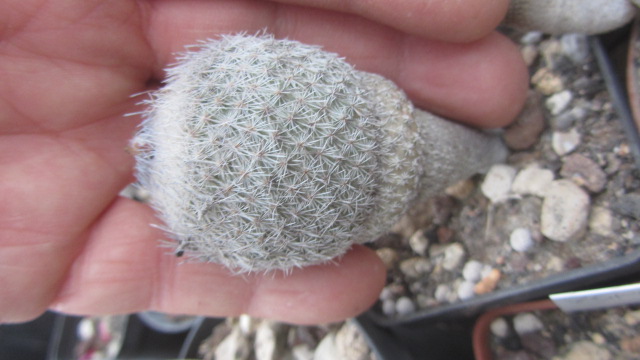 Epithelantha <br>pachyrhiza