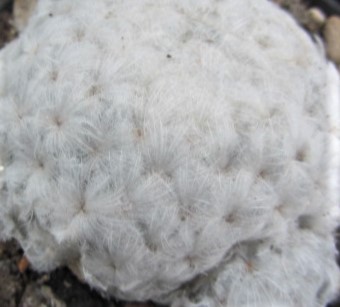 Mammillaria <br>plumosa