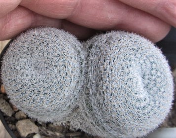 Mammillaria <br>microthele