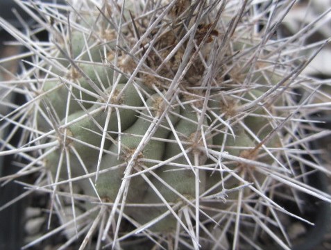 Copiapoa <br>sp