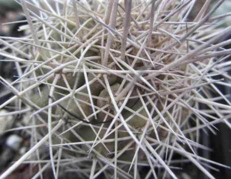 Copiapoa <br>sp
