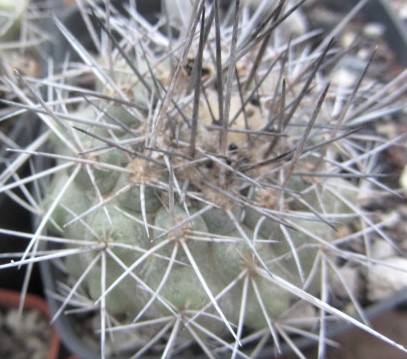 Copiapoa <br>sp