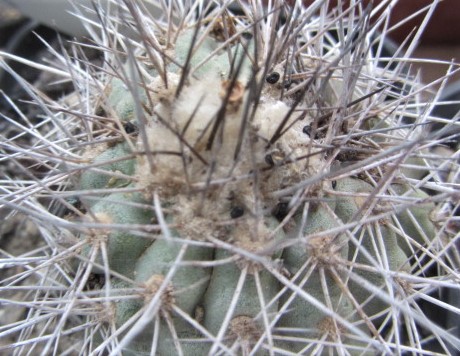 Copiapoa <br>sp
