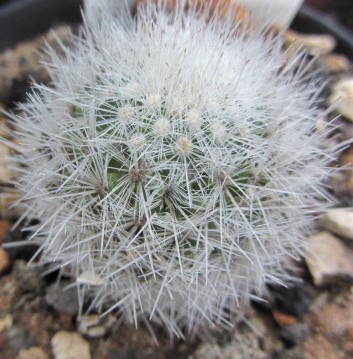 Escobaria <br>laredoi
