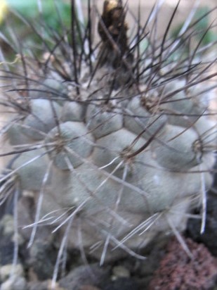 Copiapoa <br>cv hybrid kra x cin ?