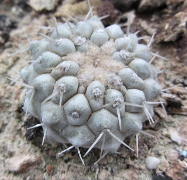 Copiapoa <br>columna alba