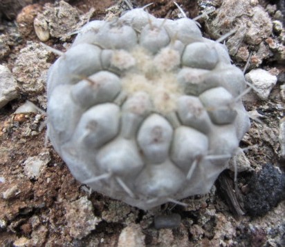 Copiapoa <br>columna alba