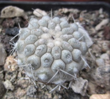 Copiapoa <br>columna alba
