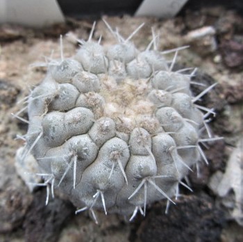 Copiapoa <br>columna alba