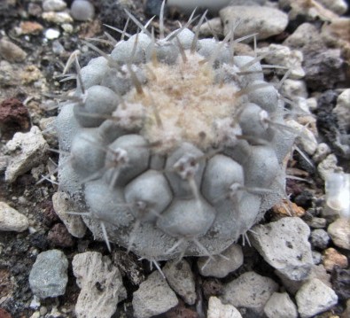 Copiapoa <br>columna alba