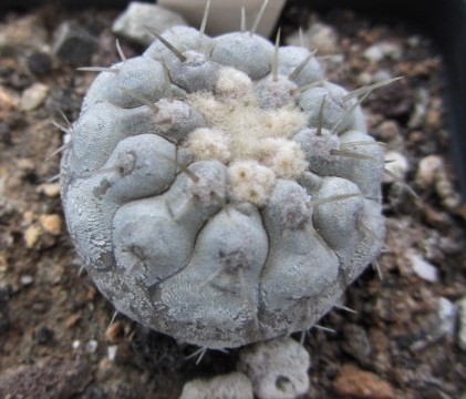 Copiapoa <br>columna alba
