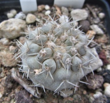 Copiapoa <br>columna alba