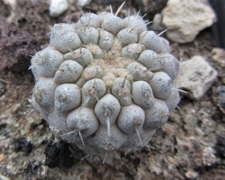 Copiapoa <br>columna alba