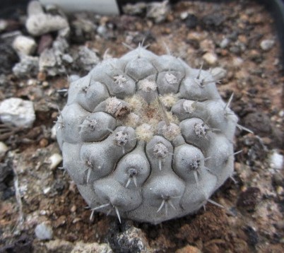 Copiapoa <br>columna alba