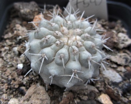 Copiapoa columna alba