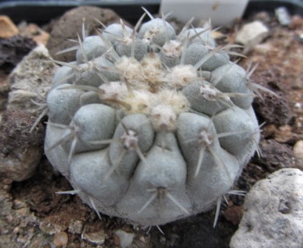 Copiapoa <br>columna alba