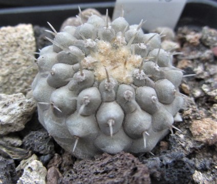 Copiapoa <br>columna alba