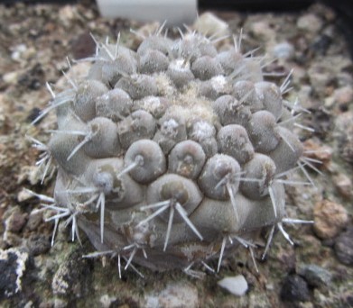 Copiapoa <br>columna alba