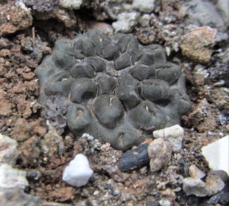Eriosyce <br>occulta