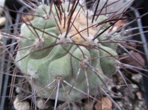 Copiapoa <br>cv hasel x krai
