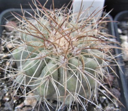 Copiapoa <br>cv hasel x krai