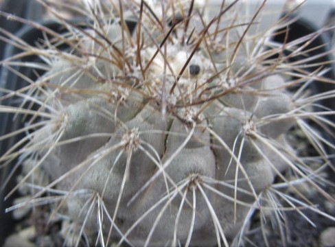 Copiapoa <br>cinerea