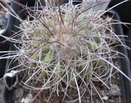 Copiapoa <br>superba
