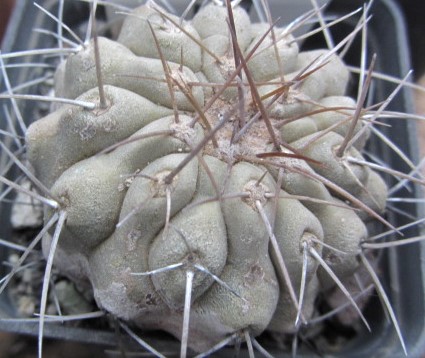 Copiapoa <br>haseltoniana
