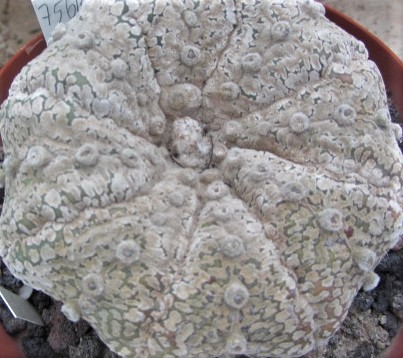 Astrophytum <br>asterias kabuto