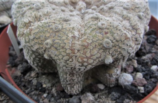 Astrophytum <br>asterias kabuto