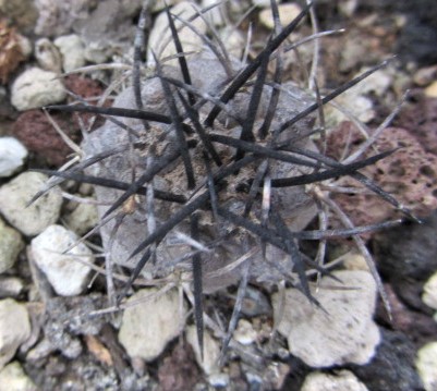 Copiapoa <br>griseoviolacea