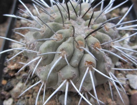 Copiapoa <br>dealbata