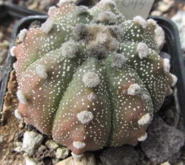 Astrophytum <br>asterias kabuto f2 x capas