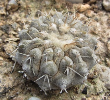 Copiapoa <br>columna alba