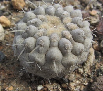 Copiapoa <br>columna alba