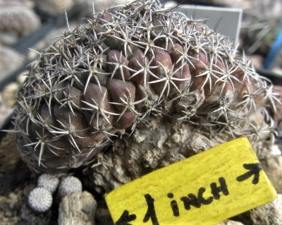 Turbinicarpus <br>lophophoroides crest
