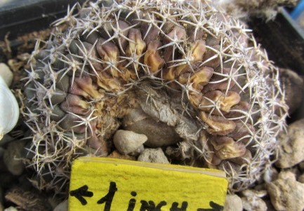 Turbinicarpus <br>lophophoroides crest