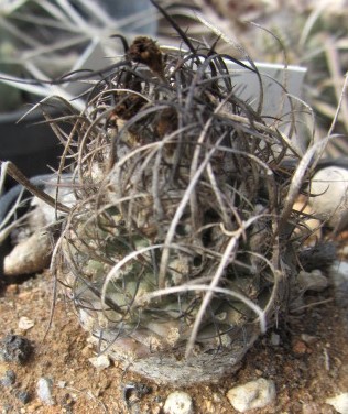 Turbinicarpus <br>hybrid